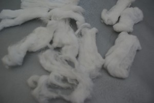 coton déroulé pour lapin blanc