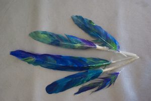 plumes peintes pour coiffe d'indiens